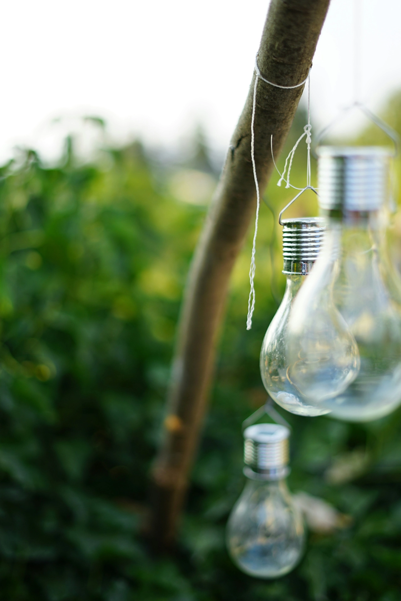 Lightbulbs hanging from a branch in a garden | Mobius