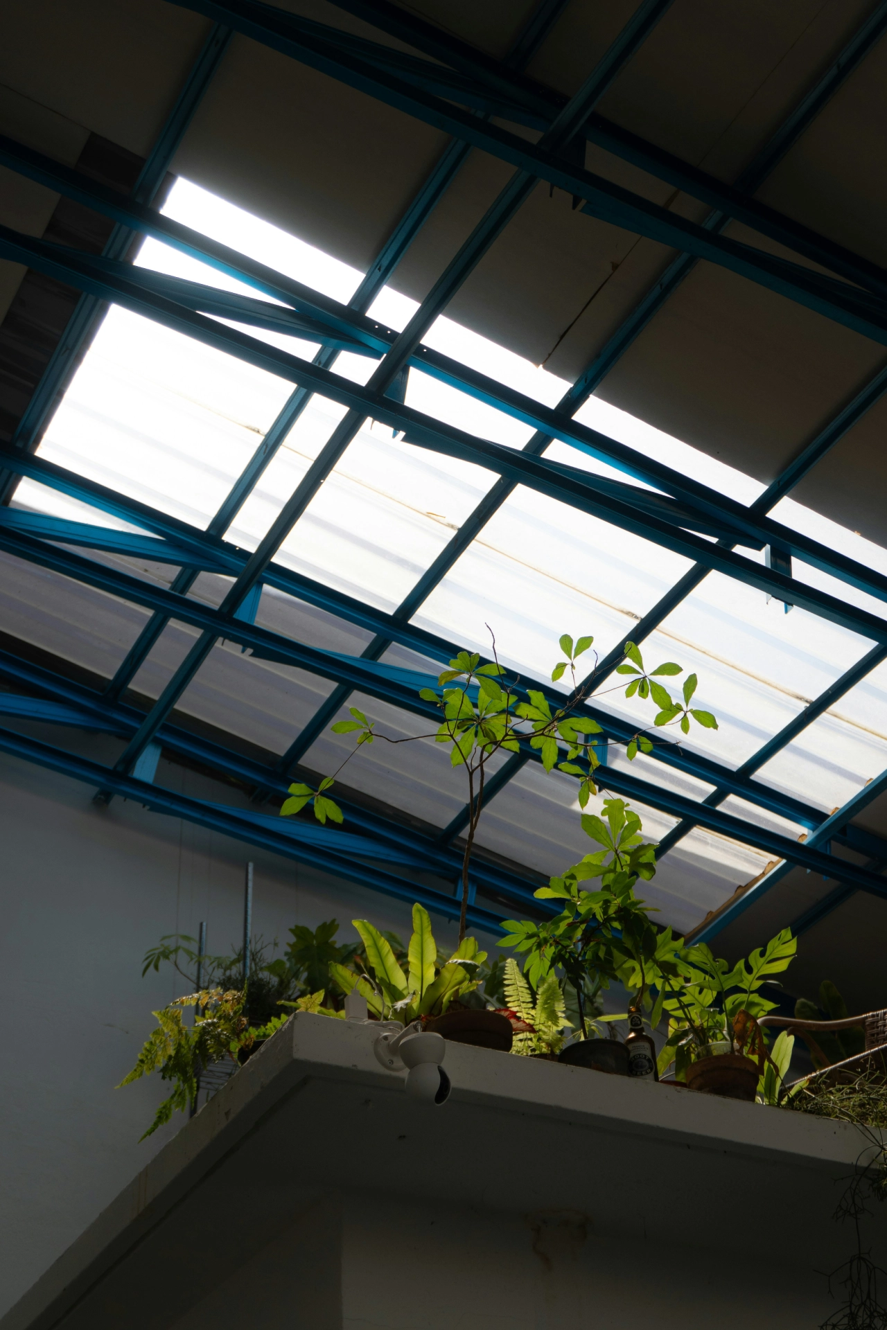 Sky light in office building with plants on shelf in the light | Mobius